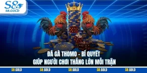 Đá Gà Thomo – Bí Quyết Giúp Người Chơi Thắng Lớn Mỗi Trận Đá Gà Thomo – Bí Quyết Giúp Người Chơi Thắng Lớn Mỗi Trận